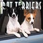 Rat Terriers 2004 Calendar