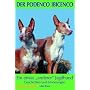 Der Podenco Ibicenco: Ein etwas anderer Jagdhund