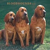 Bloodhounds 2008 Square Wall