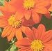 Goldfinger Mexican Sunflower 50 Seeds