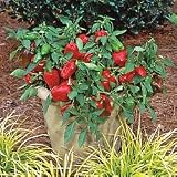 Pepper Seeds - Pepper Redskin
