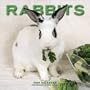Rabbits 2004 Calendar