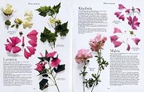 Botanical Garden Volume II: Perennials and Annuals: Perennials and Annuals Vol 2