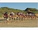 Photographic Prints of Camel rides, Cable Beach, Broome, Kimberley, Western Australia, Australia, from Robert Harding