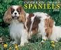 Just Cavalier King Charles Spaniels