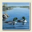 Mountain Lake Loons New Stone Coaster Set of 4