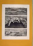 Three Members Skink Tribe Lizard Antique Print Fine Art
