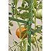 Gardener's Blue Ribbon 3-Pack Ultomato Tomato Plant Cage