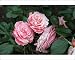 Photographic Prints of Rosa Sexy Rexy from Ros Drinkwater