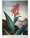 Photographic Prints of THORNTON INDIAN REED. Indian Reed (Canna indica L.). Engraving by from Granger Art on Demand