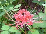 Spider Lily Bulbs
