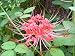 Spider Lily Bulbs