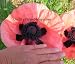 51EDmGAx1HL. SL75  Oriental Poppy Seeds