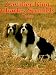 Cavalier King Charles Spaniels