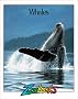 Whales (Zoobooks)