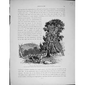 �ne Palestine 1881 de Boeuf d'Olivet de Sommet de Village de Kefr Et de Tur