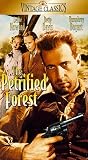 Petrified Forest Petrified Forest