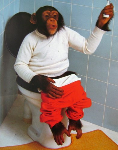 Cover image : So What (Monkey on Toilet with Banana) Art Poster Print - 16