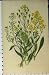 Colour Print C1880 Gold Pleasure Sweet Alyssum Flowers