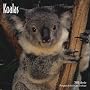 Koalas 2008 Square Wall Calendar