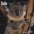 Koalas 2008 Square Wall Calendar