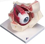 視覚器(眼球)と眼窩,3倍大・7分解モデルの画像