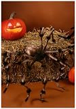 50 in Brown tan Spider Standard