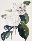 Camelia, by Samuel Holden (Print On Demand)