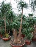 Eigenschaften Terrapalme  / Beaucarnea recurvata - Elefantenfuß,Flaschenbaum Topfbreite 80 cm / Pflanzenhöhe 230 cm mit Topf / Verzweigt