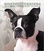 Boston Terriers 2004 Calendar