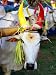 Bull Decorated for Pongal Festival, Mahabalipuram, Tamil Nadu, India Art Photographic Poster Print by Greg Elms, 24x32