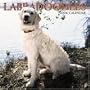 Labradoodles 2006 Calendar