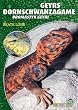 Geyrs Dornschwanzagame: Uromastyx geyri