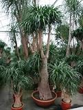 Eigenschaften Terrapalme  / Beaucarnea recurvata - Elefantenfuß,Flaschenbaum Topfbreite 85 cm / Pflanzenhöhe 275 cm mit Topf / Verzweigt