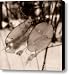 Silver Dollar Plant Canvas Print / Canvas Art - Artist Jeff Breiman
