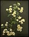 Photographic Prints of Rosa Banksiae Lutea (Lady Banks Rose) from Mary Evans