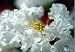 Crape Myrtle 'Snow Queen' Weeping Tree - 4
