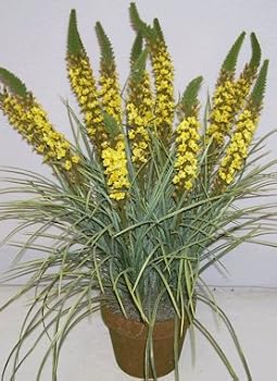 24" Silk Torch Flower and Wild Grass (yellow)