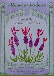 Lavender Spanish Seeds 45 Seeds
