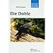 Die Dohle. Corvus monedula