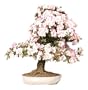 Brussel's Satsuki Azalea Specimen Bonsai