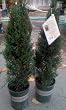 Italian Cypress Trees One Gallon by Monrovia Growers