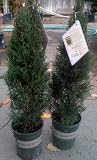 Italian Cypress Trees One Gallon by Monrovia Growers
