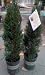 Italian Cypress Trees One Gallon by Monrovia Growers