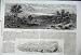 1862 Firth Thames Waitemata Tamaki New Zealand Zostera
