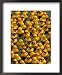 The Make-A-Wish Foundation Releases Rubber Ducks into the Ocean Associated Press Coll...