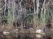 Bog in the Florida Everglades Photograph - Beautiful 16x20-inch Photographic Print by Carol M. Highsmith