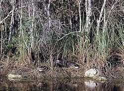 Bog in the Florida Everglades Photograph - Beautiful 16"x20" Photographic Print by Carol M. Highsmith