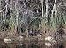 Bog in the Florida Everglades Photograph - Beautiful 16"x20" Photographic Print by Carol M. Highsmith