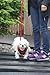Puppia Soft Dog Harness No Choke Over-The-Head Triple Layered Breathable Mesh Adjustable Chest Belt and Quick-Release Buckle, Brown, Large